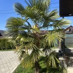 Palma konopná (Trachycarpus fortunei) - výška kmeňa 80-90 cm, celková výška 180-220 cm, kont. C70L (-17°C)